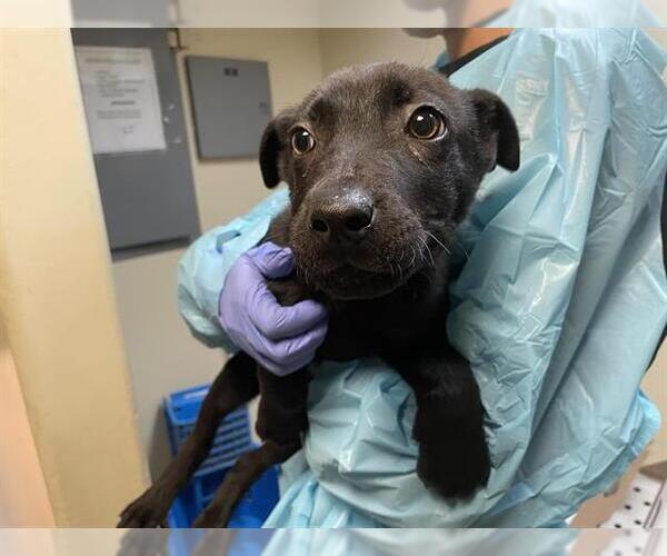 Medium Photo #1 German Shepherd Dog Puppy For Sale in Pasadena, CA, USA