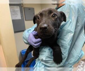 German Shepherd Dog Dogs for adoption in Pasadena, CA, USA