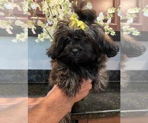 ShihPoo Puppy for sale in SARASOTA, FL, USA