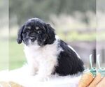 Small Photo #3 Cockapoo Puppy For Sale in GORDONVILLE, PA, USA