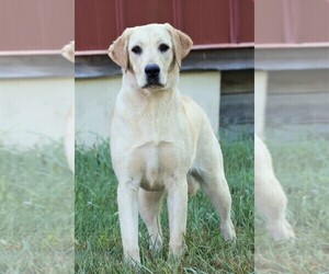 Mother of the Labrador Retriever puppies born on 06/16/2025