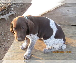 German Shorthaired Pointer Puppy for Sale in UPPER MARLBORO, Maryland USA