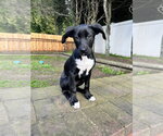 Small #3 Labrador Retriever Mix