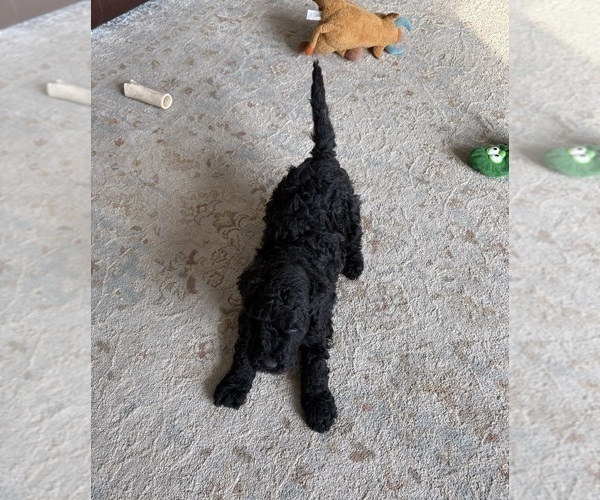 Medium Photo #5 Poodle (Standard) Puppy For Sale in CICERO, IN, USA