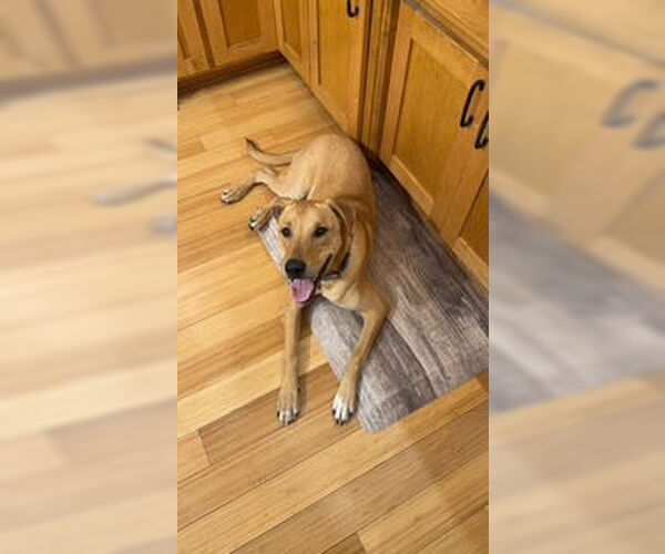 Medium Photo #9 Mutt Puppy For Sale in Brooklyn Center, MN, USA