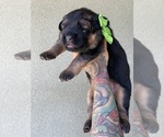 Small #25 German Shepherd Dog