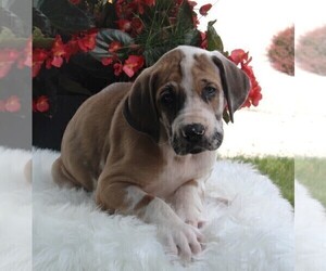 Great Dane Puppy for sale in FREDERICKSBURG, OH, USA