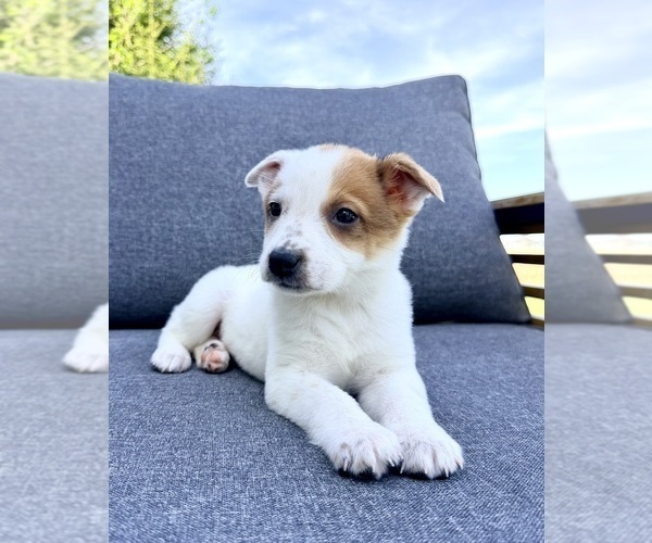 Medium Photo #6 Australian Cattle Dog Puppy For Sale in GREENFIELD, IN, USA