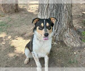 Australian Shepherd-Unknown Mix Dogs for adoption in Waco, TX, USA