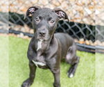 Small #3 Labrador Retriever Mix