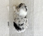 Small #6 Australian Shepherd