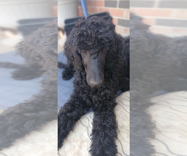 Medium Photo #1 Poodle (Standard) Puppy For Sale in CENTENNIAL, CO, USA