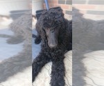 Small Poodle (Standard)