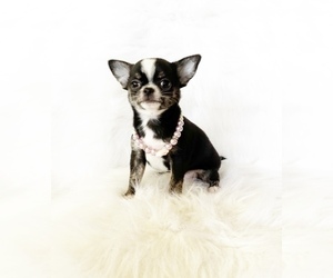 Chihuahua Puppy for sale in SACRAMENTO, CA, USA