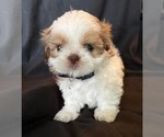 Small Photo #8 Shih Tzu Puppy For Sale in OCALA, FL, USA