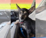 Stella B. - Female Chihuahua Dog for Adoption - Small photo