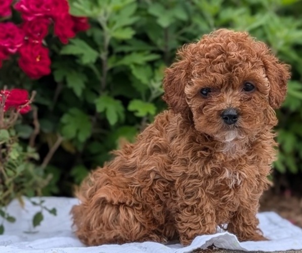 Medium Photo #2 Cock-A-Poo Puppy For Sale in GOSHEN, IN, USA