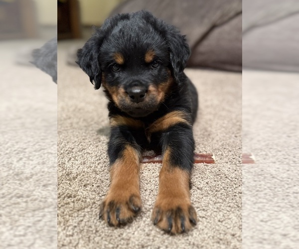 Medium Photo #2 Rottweiler Puppy For Sale in AMITY, PA, USA