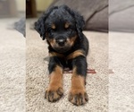 Small #1 Rottweiler