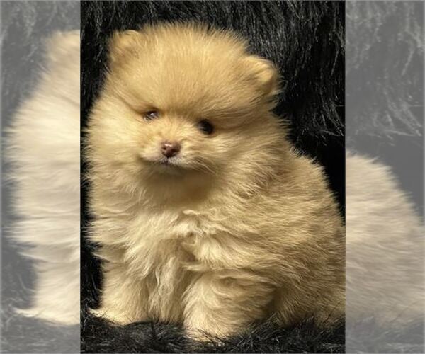 Medium Photo #4 Pomeranian Puppy For Sale in LONG BEACH, CA, USA