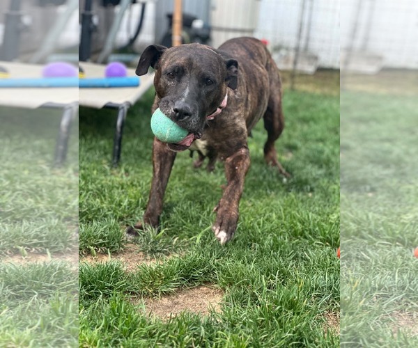 Medium Photo #2 Mutt Puppy For Sale in Catasauqua, PA, USA