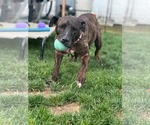 Small #1 Mutt