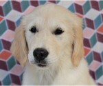 Small Photo #7 Golden Retriever Puppy For Sale in SYRACUSE, IN, USA