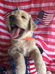 Goldendoodle Puppy for sale in ROYSE CITY, TX, USA