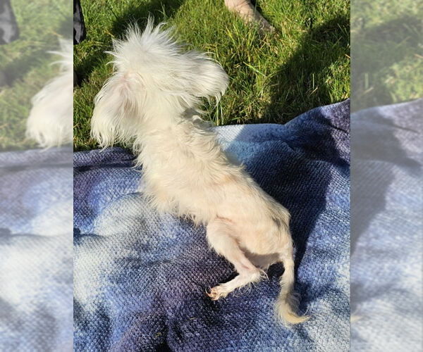 Medium Photo #6 Maltese Puppy For Sale in Olalla, WA, USA