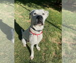 Small #10 Dalmatian-Labrador Retriever Mix