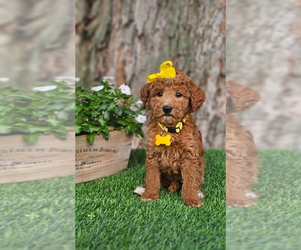 Medium Photo #4 Goldendoodle-Poodle (Miniature) Mix Puppy For Sale in INDIANAPOLIS, IN, USA