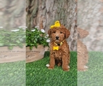 Small #3 Goldendoodle-Poodle (Miniature) Mix