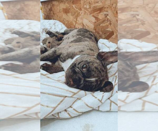 Medium Photo #1 French Bulldog Puppy For Sale in North York, Ontario, Canada