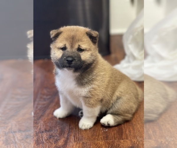 Medium Photo #2 Shiba Inu Puppy For Sale in TEMPLE, TX, USA