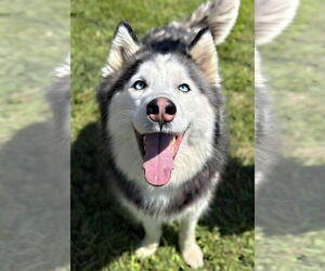 Sansa - Female Siberian Husky Dog for Adoption - Photo #2
