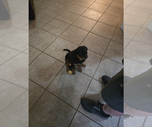Medium Photo #2 Rottweiler Puppy For Sale in SARASOTA, FL, USA
