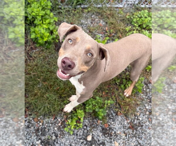 Medium Photo #1 Unknown-Weimaraner Mix Puppy For Sale in Boston, MA, USA