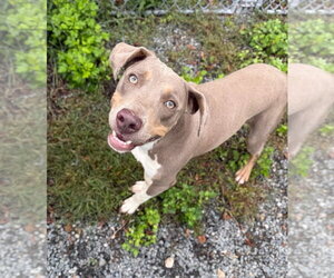 Unknown-Weimaraner Mix Dogs for adoption in Boston, MA, USA