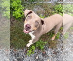 Tito - Male Unknown-Weimaraner Mix Dog for Adoption - Small photo