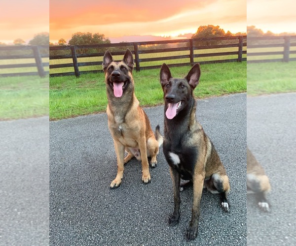 Medium Photo #7 Belgian Malinois Puppy For Sale in WILLISTON, FL, USA
