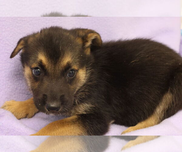 Medium Photo #9 Shollie Puppy For Sale in Princeton, MN, USA