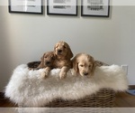 Small Photo #1 Goldendoodle Puppy For Sale in Wichita, KS, USA