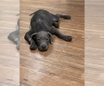 Small #3 Weimaraner