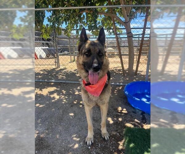 Medium Photo #1 German Shepherd Dog Puppy For Sale in HESPERIA, CA, USA