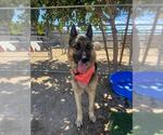 Small German Shepherd Dog