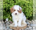 Small #3 Cavapoo