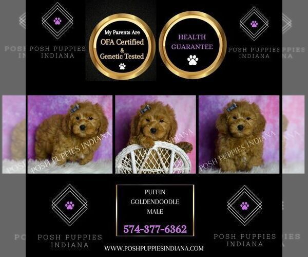 Medium Photo #49 Goldendoodle (Miniature) Puppy For Sale in WARSAW, IN, USA