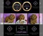 Small Photo #49 Goldendoodle (Miniature) Puppy For Sale in WARSAW, IN, USA
