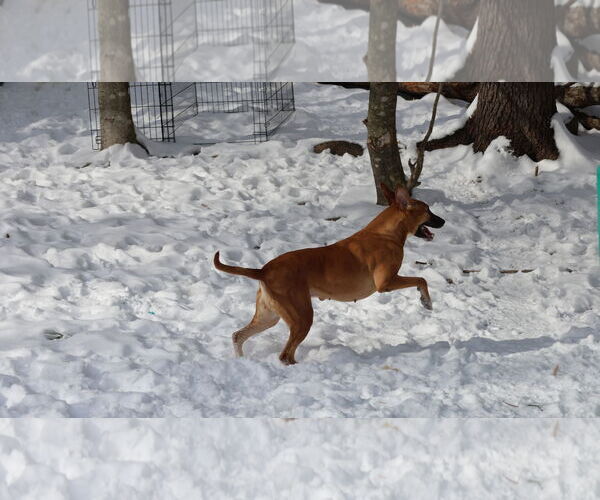Medium Photo #31 Black Mouth Cur-Unknown Mix Puppy For Sale in Sebec, ME, USA