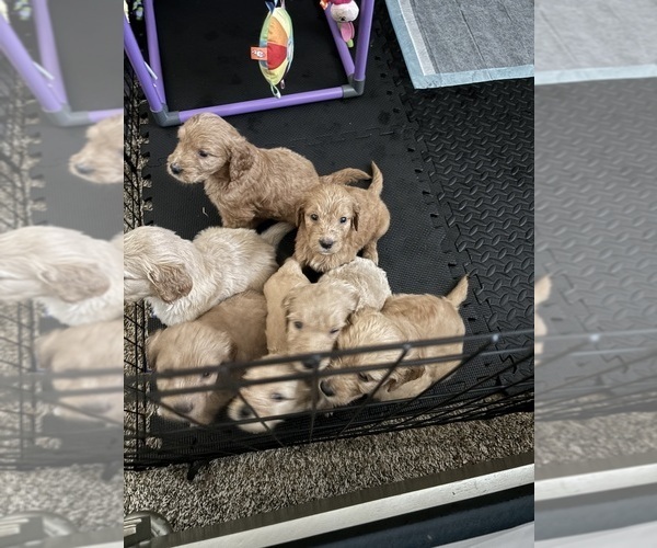 Medium Photo #5 Goldendoodle Puppy For Sale in DENTON, TX, USA